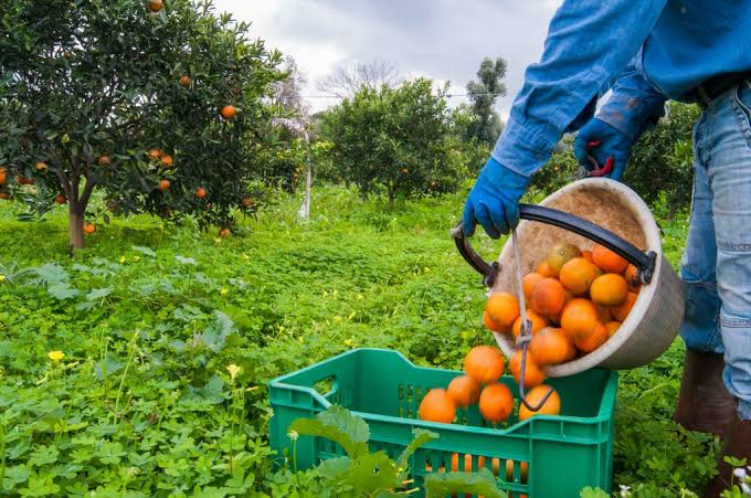Trabajos en agroexportación: Ica, La Libertad y Piura, sueldos y requisitos